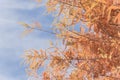 Bald Cypress tree with autumn leaves and round cones blue sky in Royalty Free Stock Photo