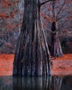 Bald Cypress Tree