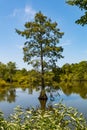 Bald Cypress Tree Growing in Wetlands at Stumpy Lake