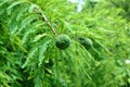 Bald Cypress Tree (Taxodium) cone Royalty Free Stock Photo