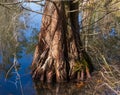 Bald cypress tree - Taxodium distichum - close up of bottom lower area growing in tannin stained murky water. Interesting flaky