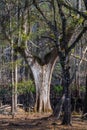 Bald cypress tree - Taxodium distichum - Growing in low wet river floodplain area. Unique odd shape and growth pattern. North