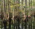 Bald Cypress Trees Royalty Free Stock Photo