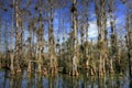 Bald Cypress trees in Big Cypress National Preserve, Florida Royalty Free Stock Photo