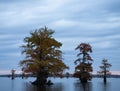 Bald Cypress Trees with Changing Leaves in the Middle of Caddo Lake at Dawn Royalty Free Stock Photo