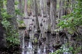 Bald cypress trees, First Landing State Park, Virginia Beach, VA