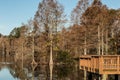 Bald Cypress Trees at Fishing Pier at Stumpy Lake Royalty Free Stock Photo