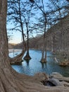 Bald Cypress Trees in the Frio River in Garner State Park, Texas Royalty Free Stock Photo