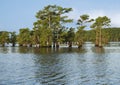 Bald cypress trees growing in Caddo Lake and bayou on the Texas side, near Uncertain, Texas. Royalty Free Stock Photo