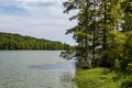 Bald Cypress Trees Near Shore of Stumpy Lake