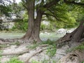 Bald Cypress Trees on the Guadalupe River Royalty Free Stock Photo