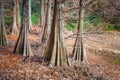 Bald Cypress trees. Kyudainomori forest in Sasaguri, Fukuoka, Japan Royalty Free Stock Photo