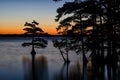 Bald Cypress trees, Reelfoot Lake, Tennessee State Park Royalty Free Stock Photo