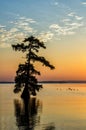 Bald Cypress trees, Reelfoot Lake, Tennessee State Park Royalty Free Stock Photo