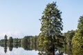 Bald Cypress Trees at Stumpy Lake