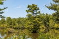 Bald Cypress Trees at Stumpy Lake in Virginia Beach, Virginia Royalty Free Stock Photo