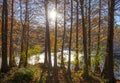 Bald cypress trees, Taxodium Distichum, in swamp in the American South at sunset