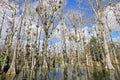 Bald Cypress Trees, Taxodium distichum, swamp, Everglades National Park, Florida, USA Royalty Free Stock Photo