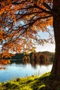 Sunlight through autumn leaves at the edge of a lake