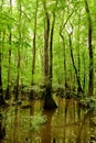 Bald cypresses in Congaree National park Royalty Free Stock Photo