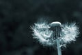 Bald dandelion with dark green background