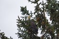 Bald Eagl Royalty Free Stock Photo