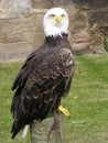 Bald Eagle Royalty Free Stock Photo