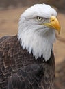 Bald Eagle Royalty Free Stock Photo