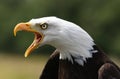 Bald Eagle Royalty Free Stock Photo