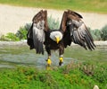 Bald Eagle Royalty Free Stock Photo