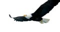 Bald Eagle (22 years) Royalty Free Stock Photo