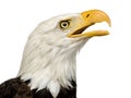 Bald Eagle (22 years) - Haliaeetus leucocephalus