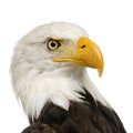 Bald Eagle (22 years) - Haliaeetus leucocephalus Royalty Free Stock Photo