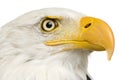 Bald Eagle (22 years) - Haliaeetus leucocephalus Royalty Free Stock Photo