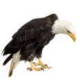 Bald Eagle (22 years) - Haliaeetus leucocephalus Royalty Free Stock Photo