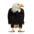 Bald Eagle (22 years) - Haliaeetus leucocephalus Royalty Free Stock Photo