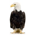 Bald Eagle (22 years) - Haliaeetus leucocephalus Royalty Free Stock Photo