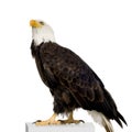 Bald Eagle (22 years) - Haliaeetus leucocephalus