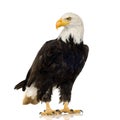 Bald Eagle (22 years) - Haliaeetus leucocephalus Royalty Free Stock Photo