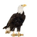 Bald Eagle (22 years) - Haliaeetus leucocephalus