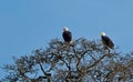 Bald Eagle.