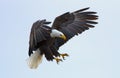 Bald eagle Royalty Free Stock Photo
