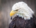 Bald Eagle Royalty Free Stock Photo