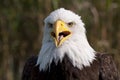Bald eagle Royalty Free Stock Photo
