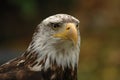 Bald Eagle Royalty Free Stock Photo