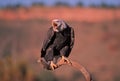 Bald eagle Royalty Free Stock Photo