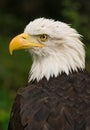 Bald eagle Royalty Free Stock Photo