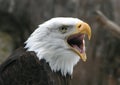 Bald Eagle Royalty Free Stock Photo