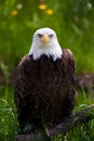 Bald eagle Royalty Free Stock Photo