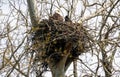 Bald eagle with eaglet in nest